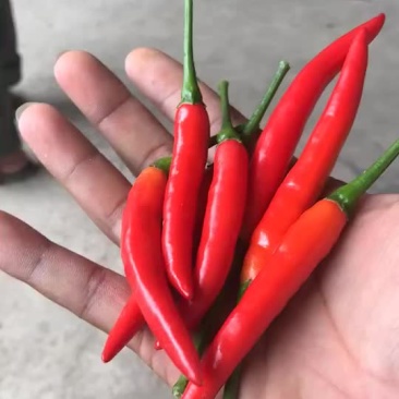 指天椒