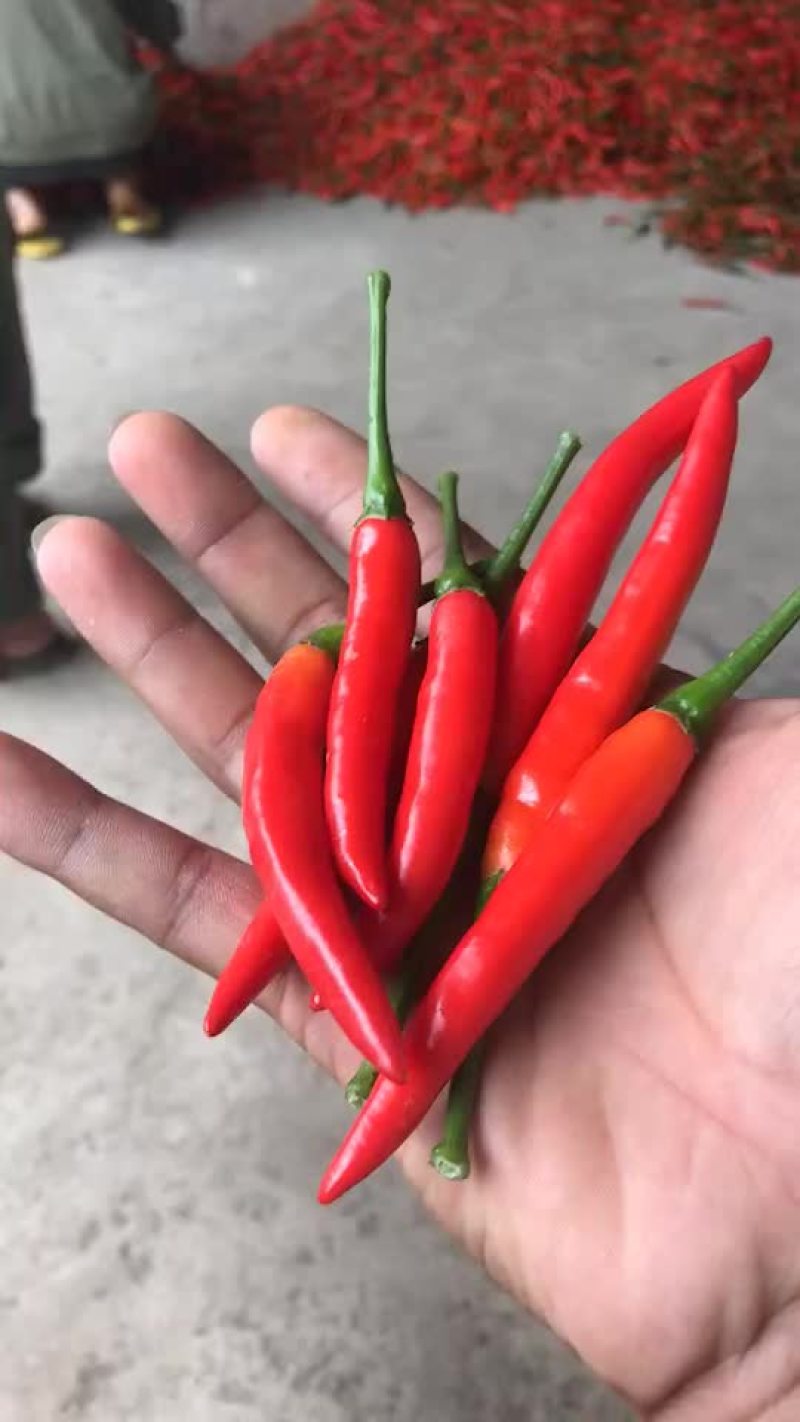 指天椒