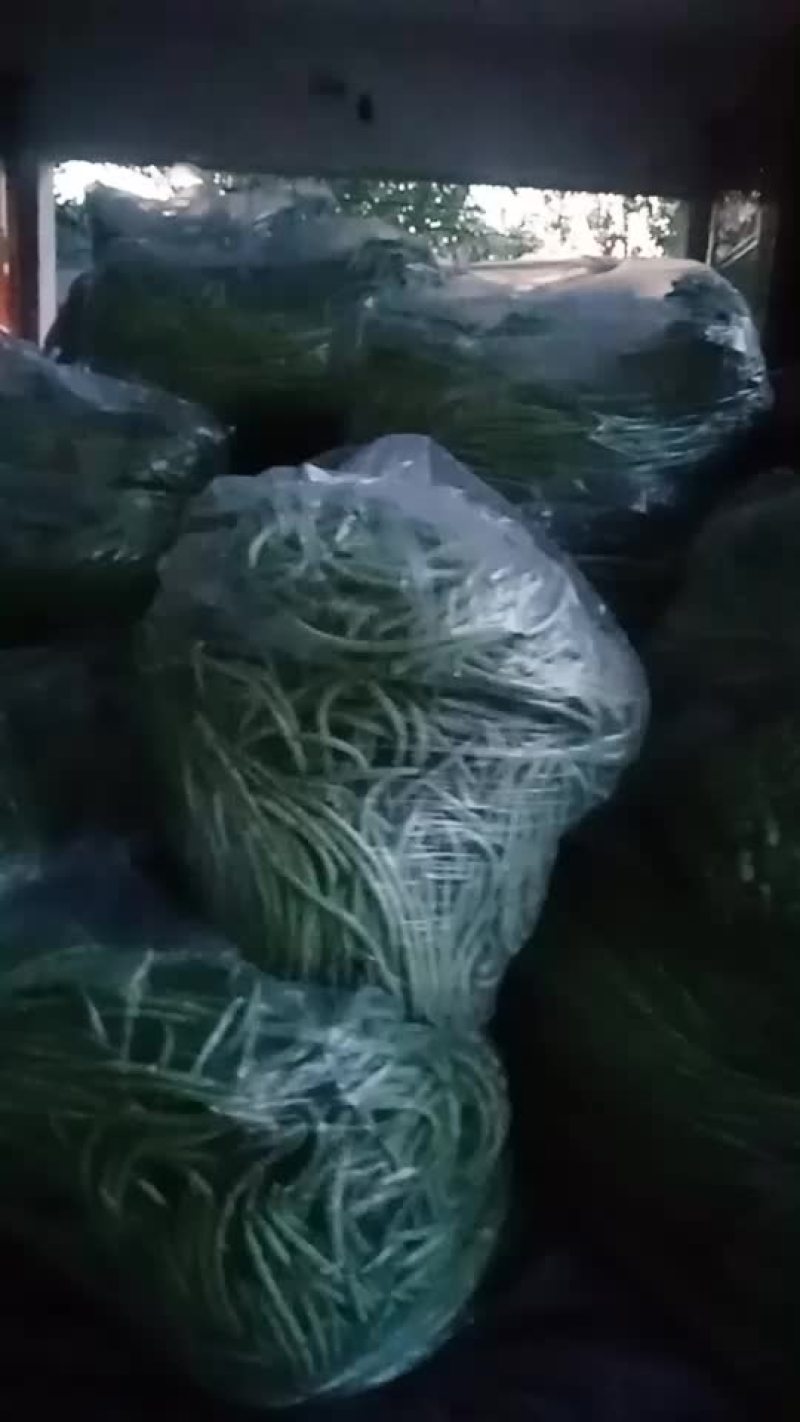长豆角