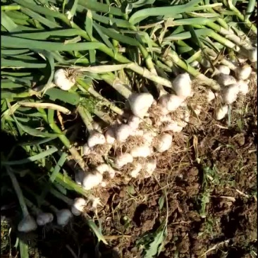 苍山大蒜4---6瓣