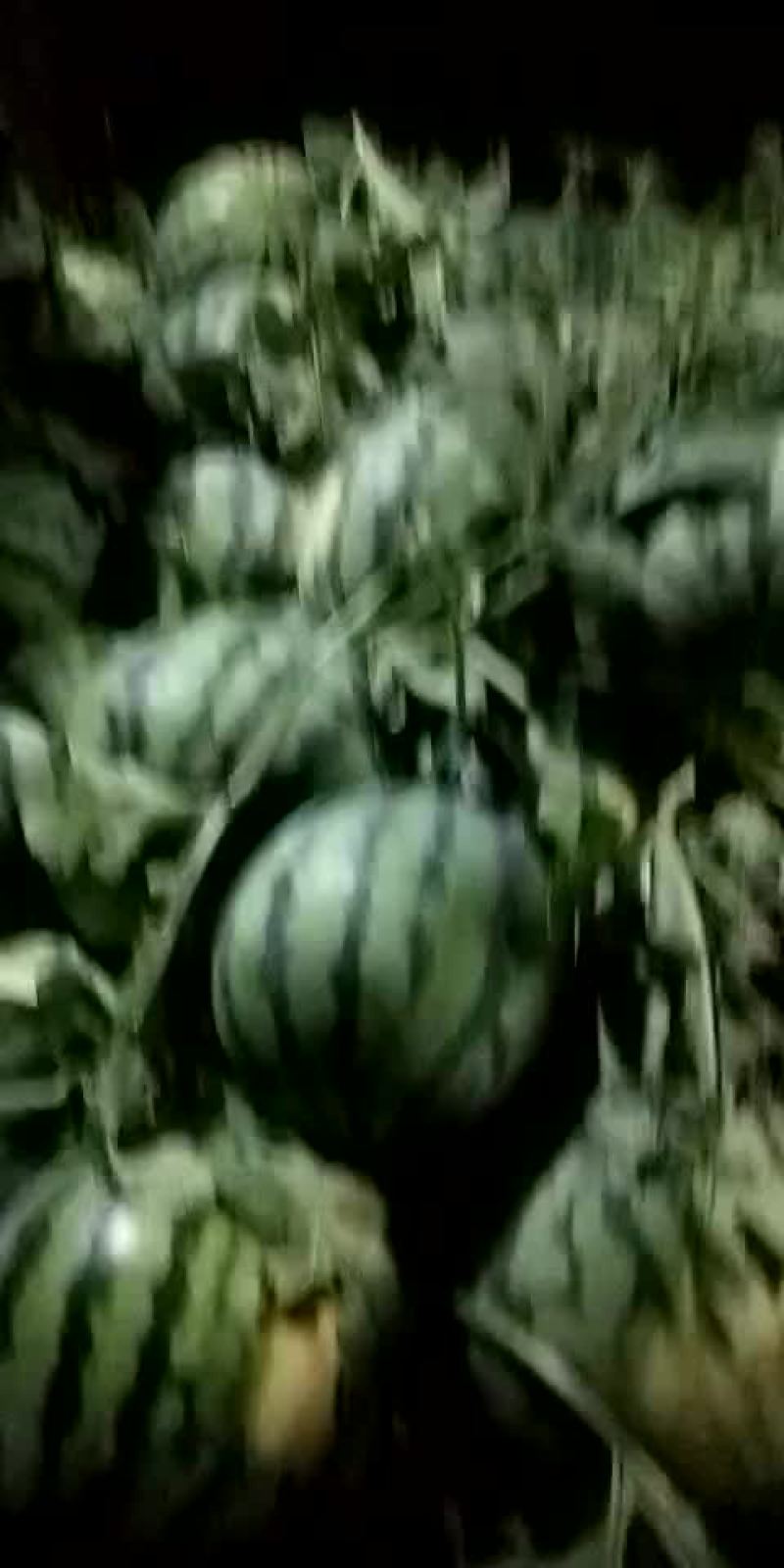美都西瓜包熟包甜包质量