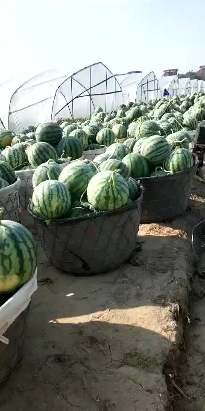 美都西瓜包熟包甜包质量