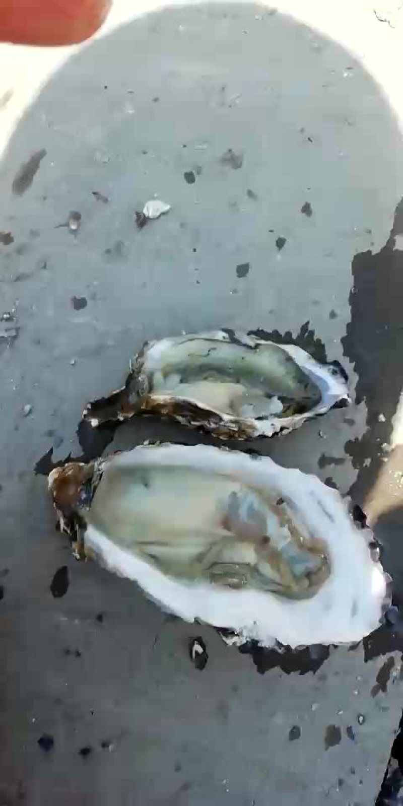 生蚝