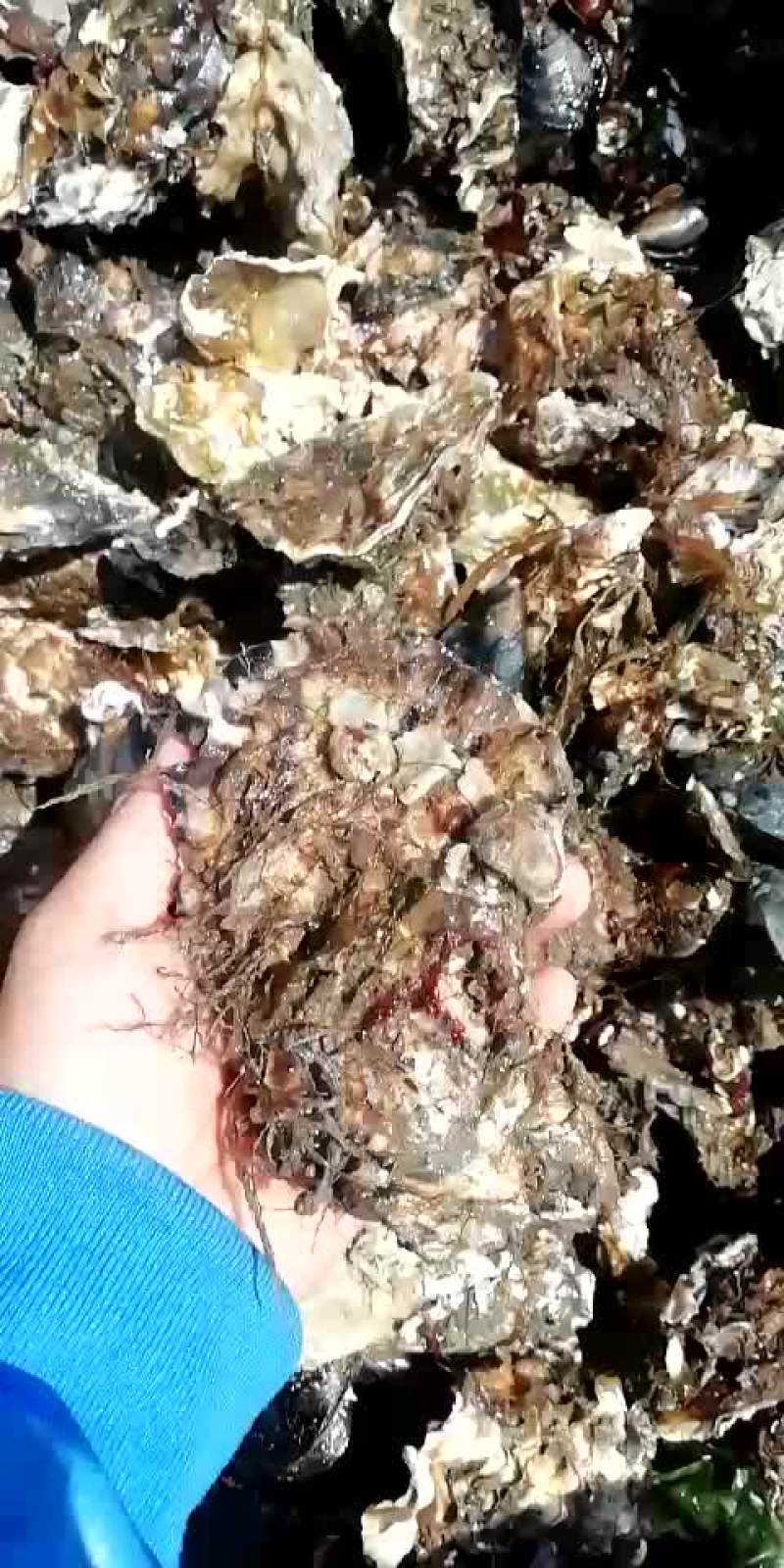 生蚝