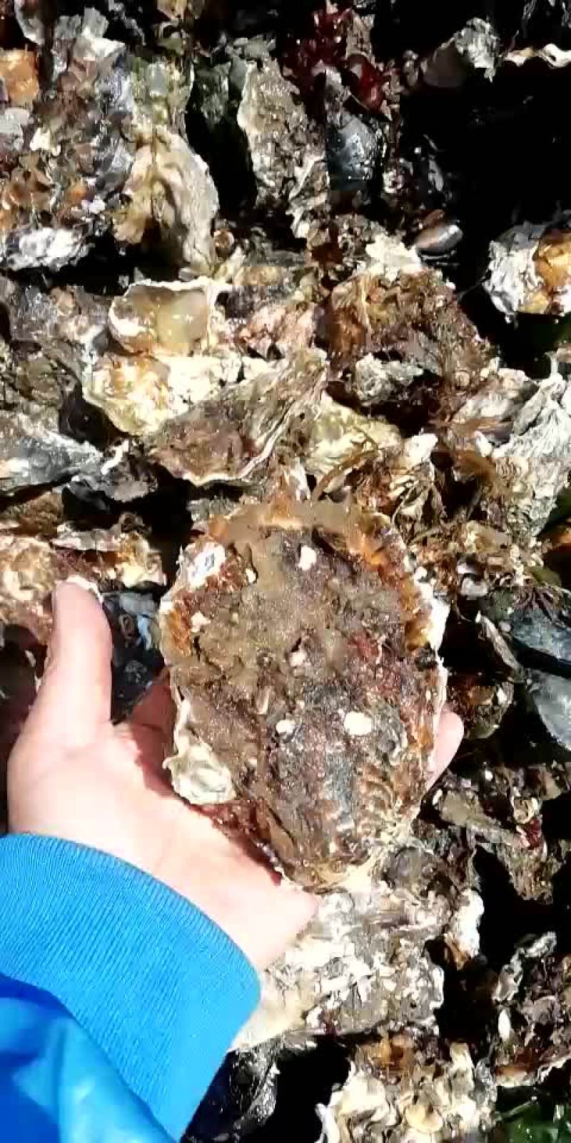 生蚝