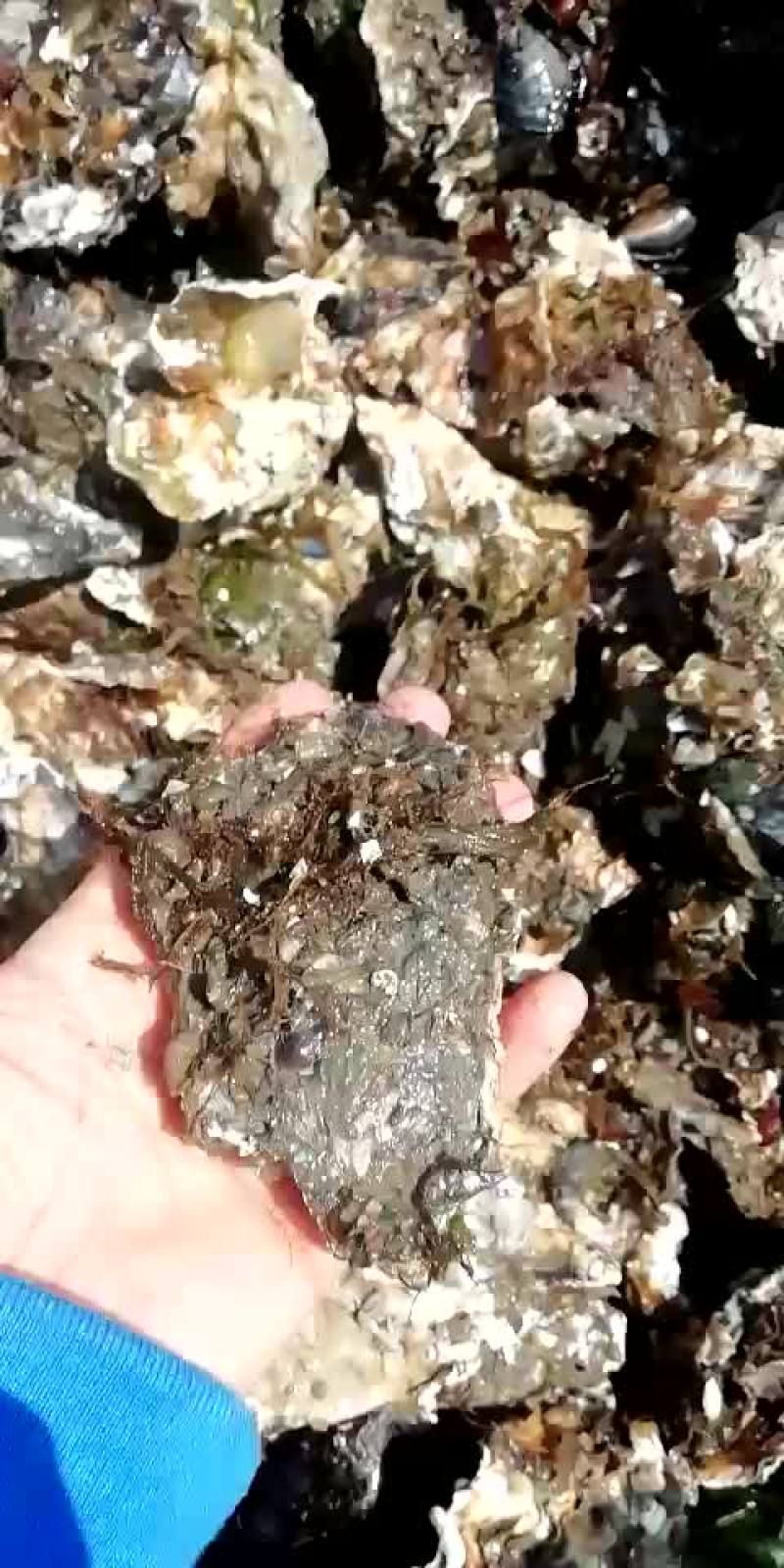 生蚝