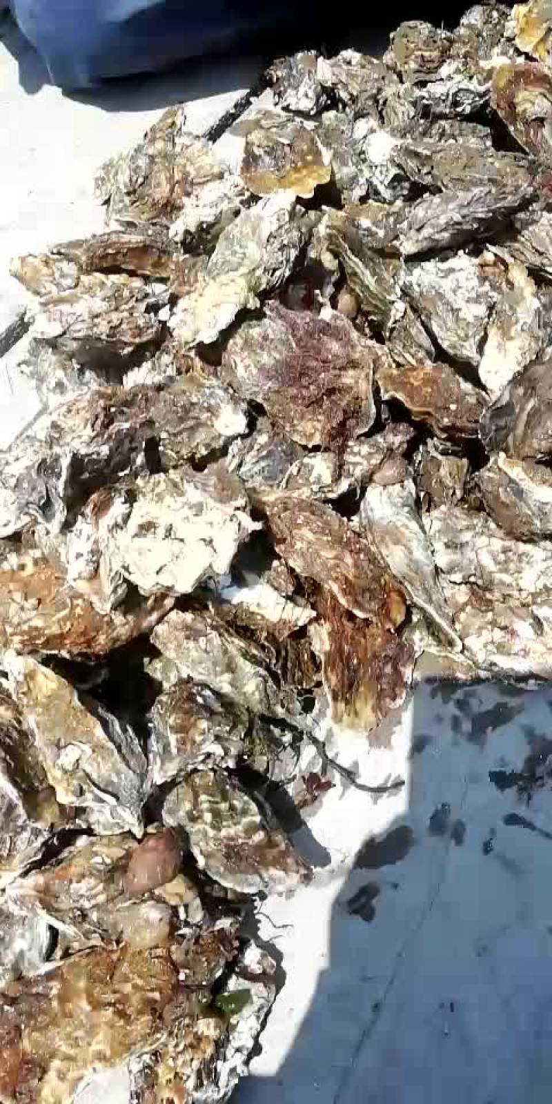 生蚝