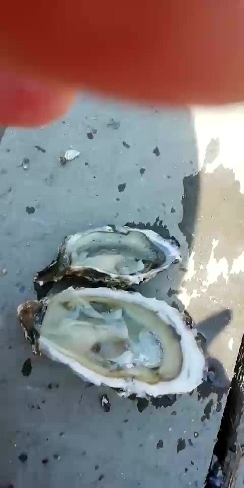 生蚝