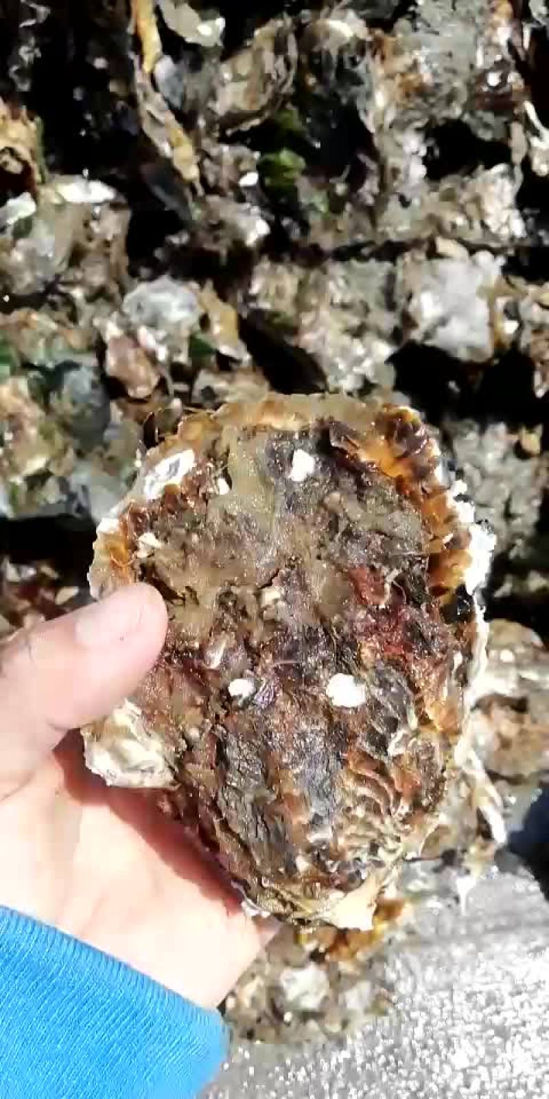 生蚝
