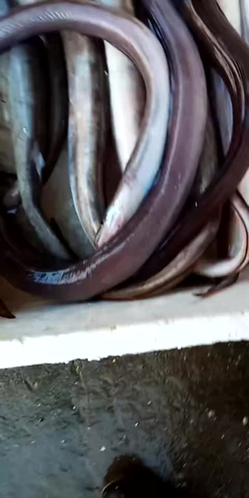 白鳗白海鳗软骨鳗