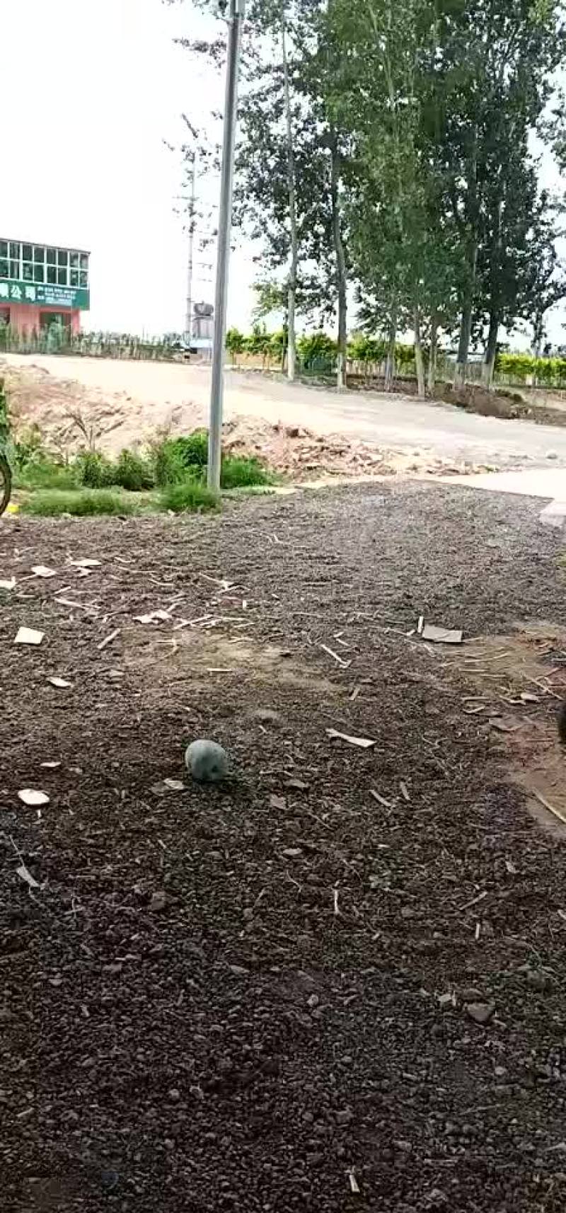 豆角大量上市