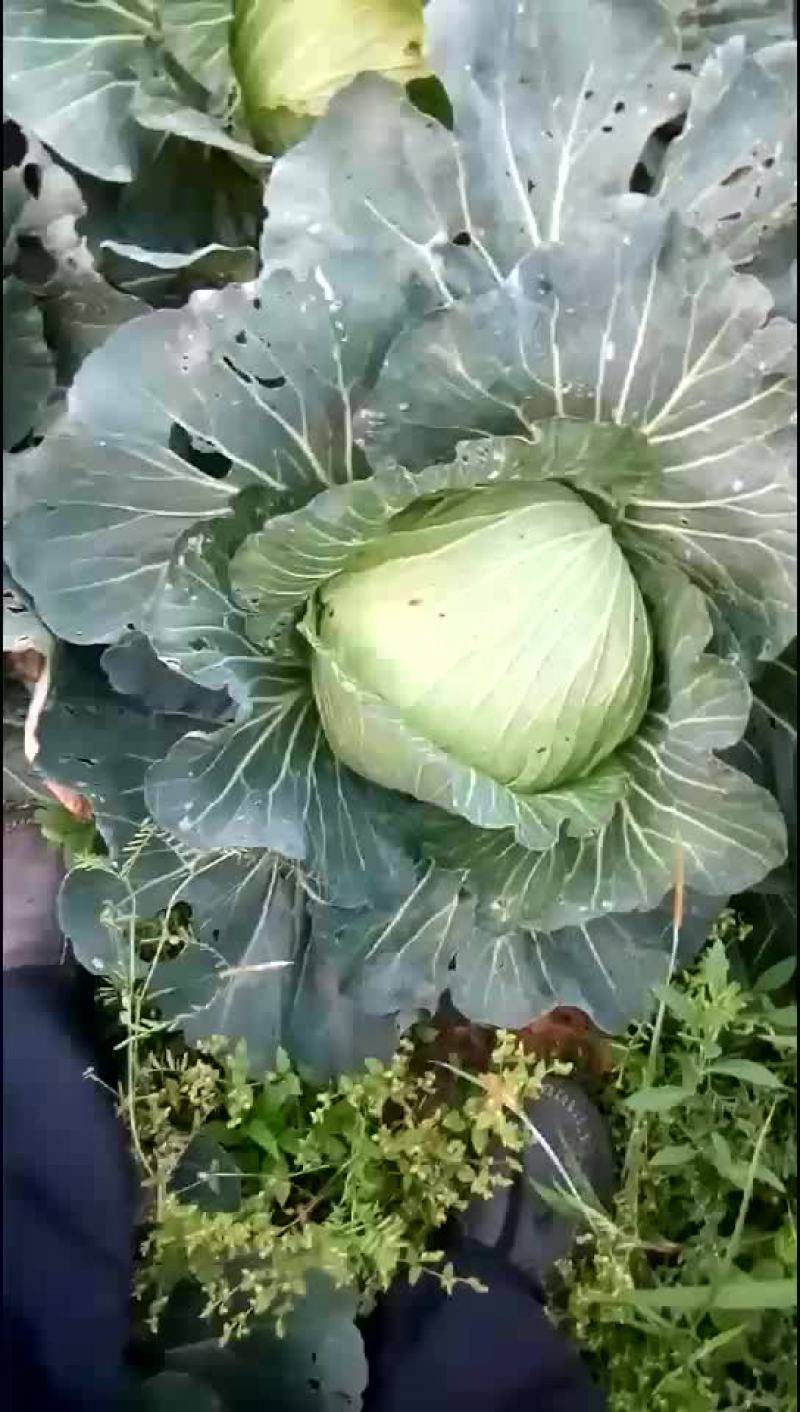 包菜(四月师)