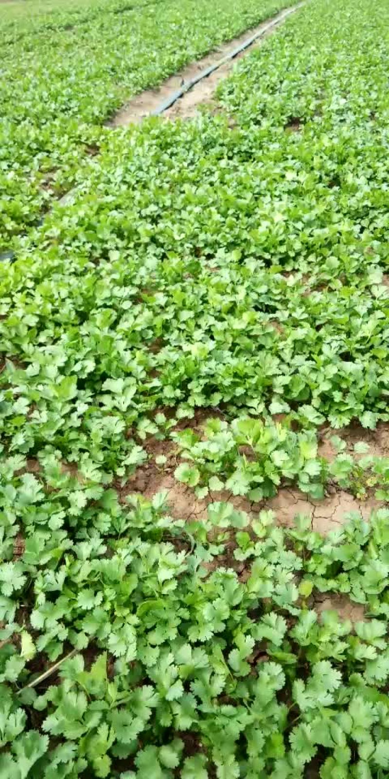 大叶香菜