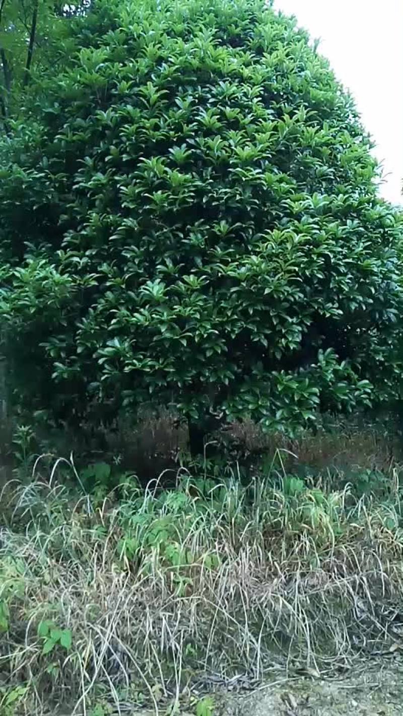 八月桂风景树