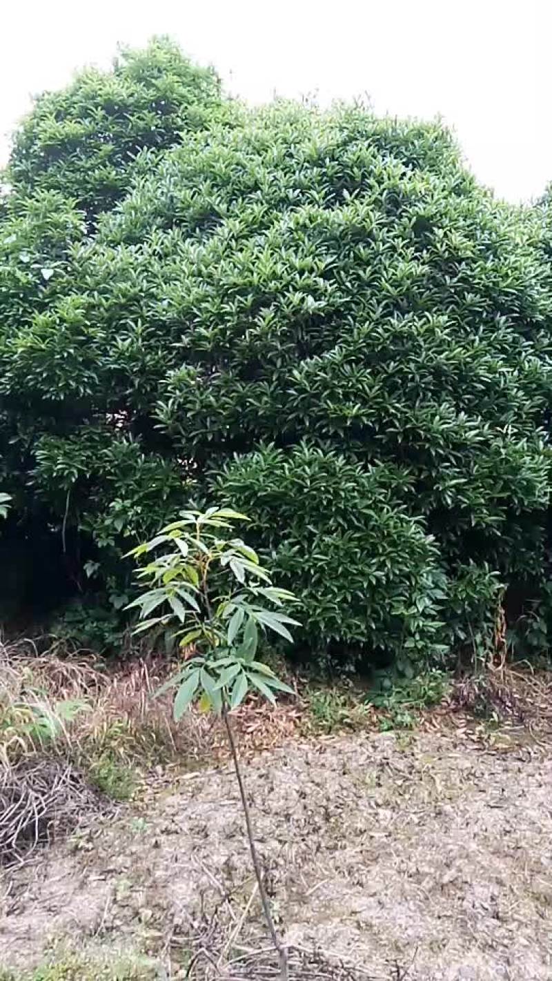 八月桂风景树