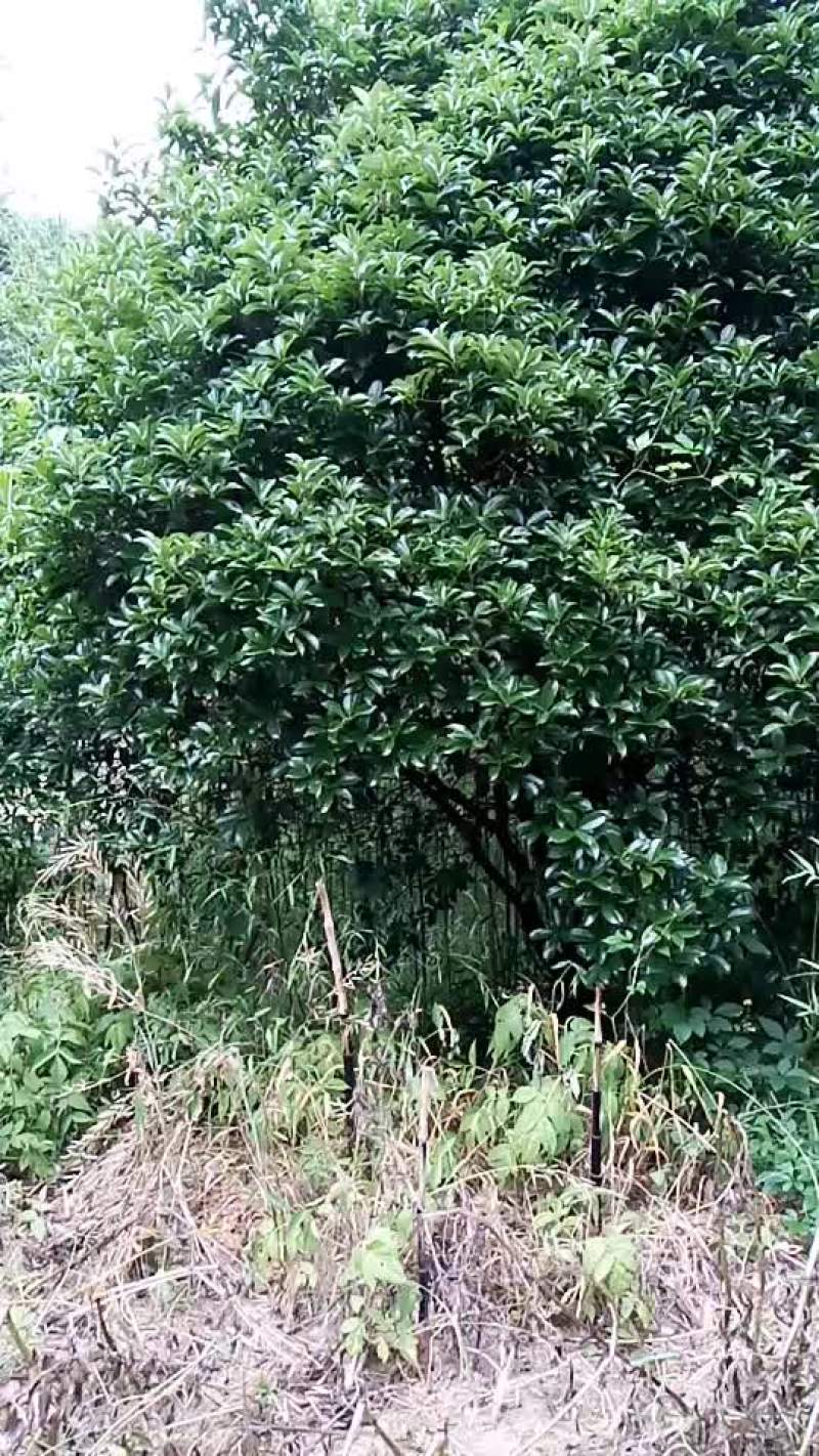 八月桂风景树