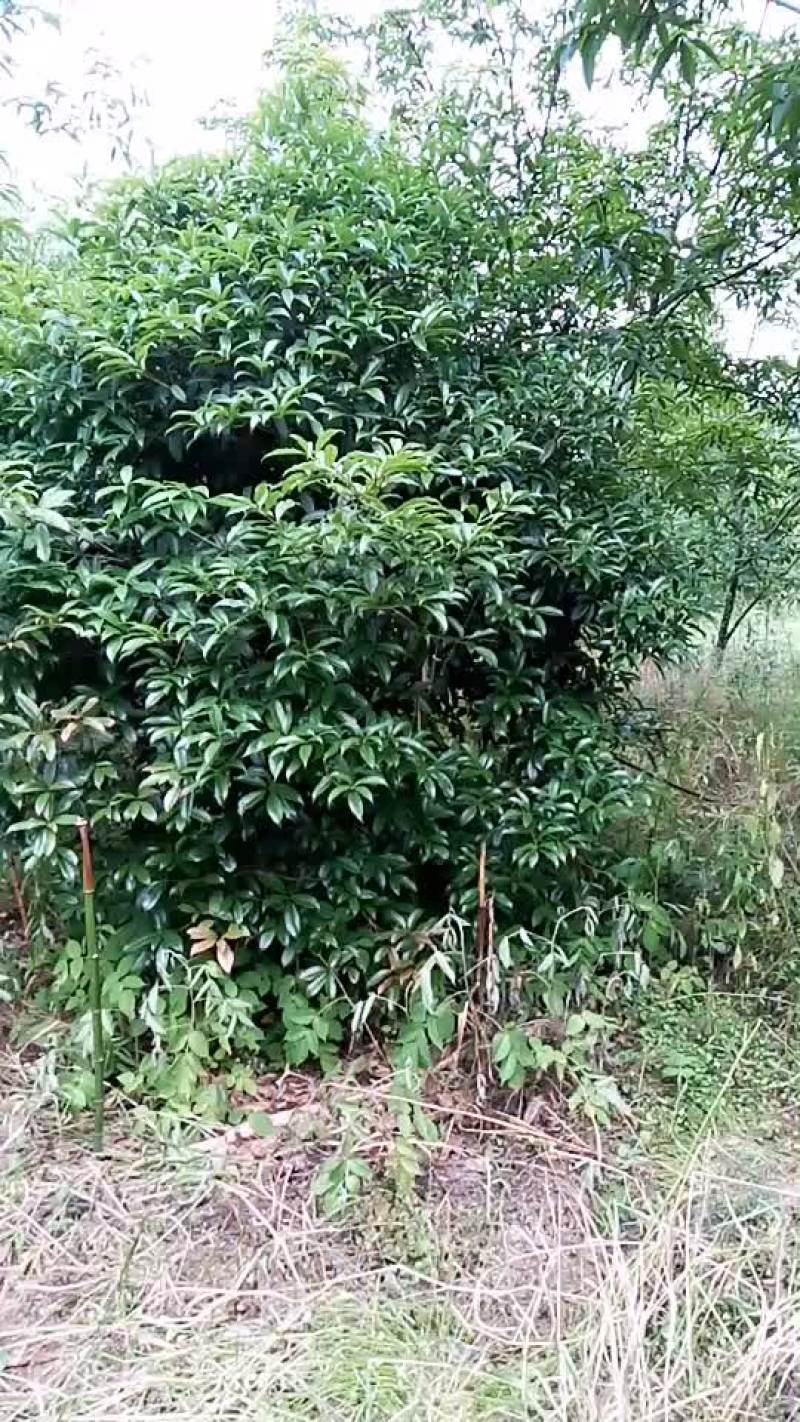 八月桂风景树