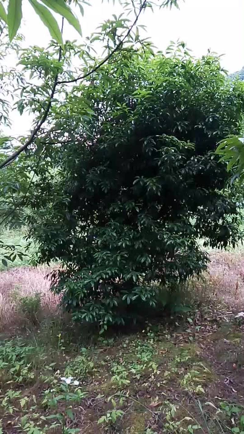 八月桂风景树