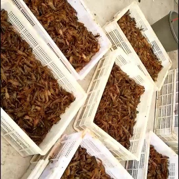 四川小龙虾苗，虾苗贵州虾苗