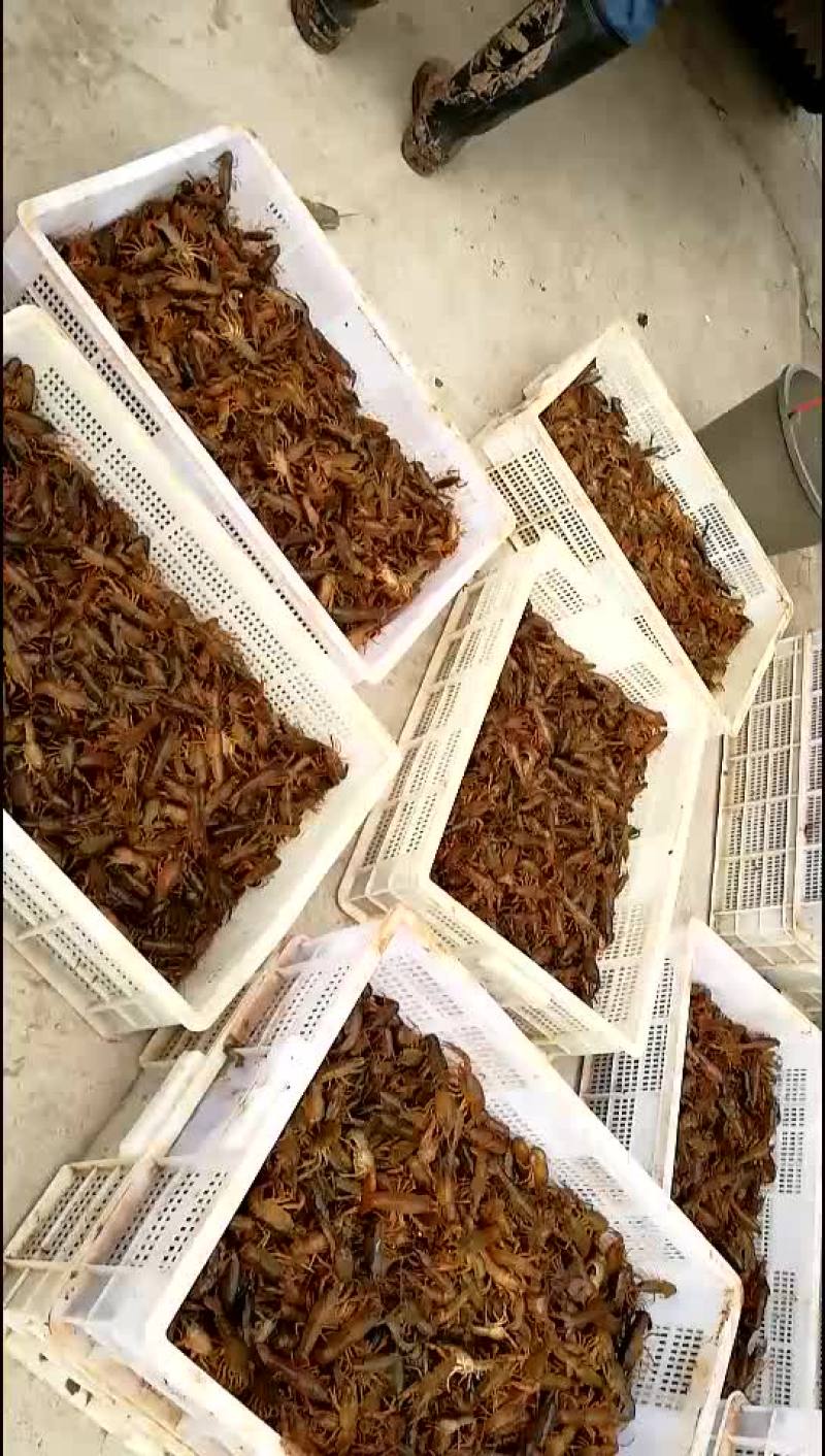 四川小龙虾苗，虾苗贵州虾苗