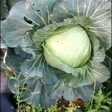 连花白(四月帅)
