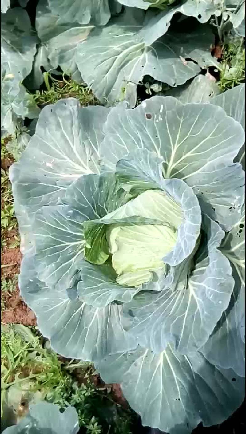 连花白(四月帅)