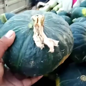 各位老板南瓜大量上市