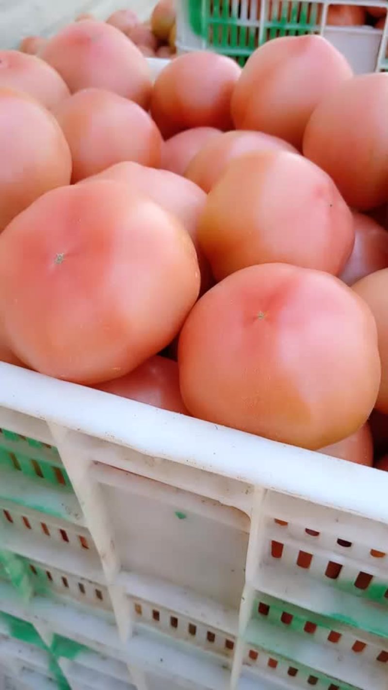 西红柿货源充足