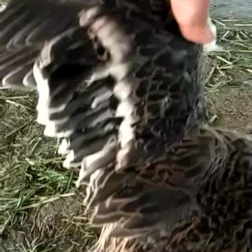 野鸭