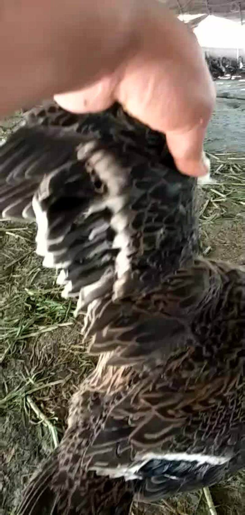 野鸭