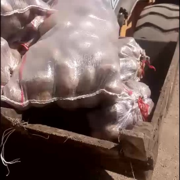 土豆