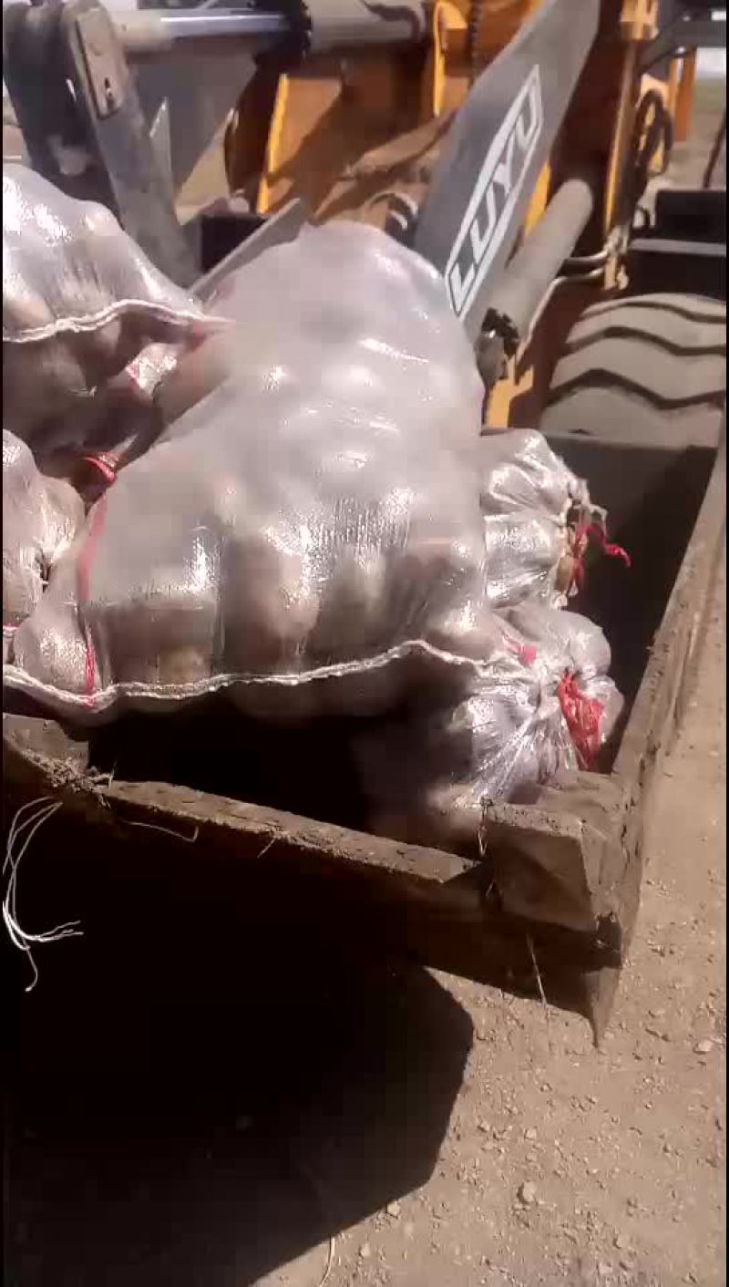 土豆