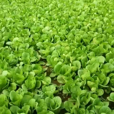 常年供应快菜（小白菜）油麦菜，上海青小青菜等各种精品叶菜