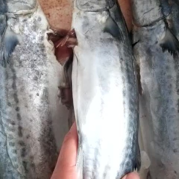 鲅鱼各种规格