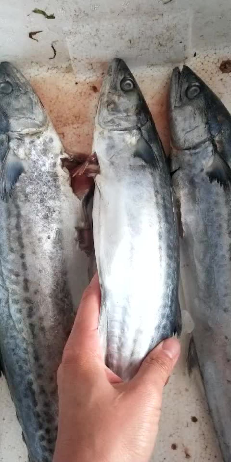 鲅鱼各种规格