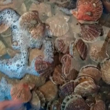 扇贝