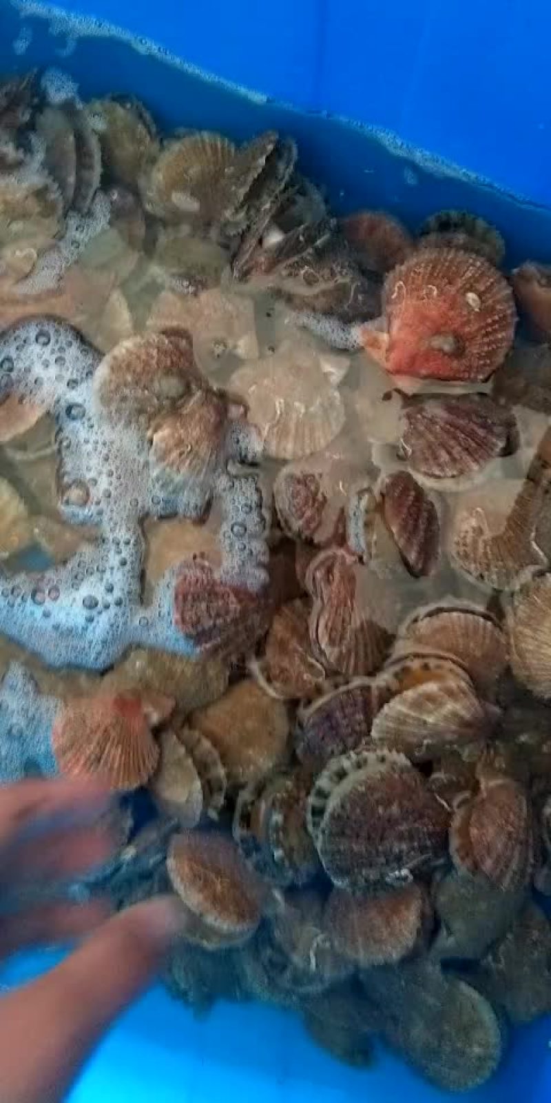 扇贝