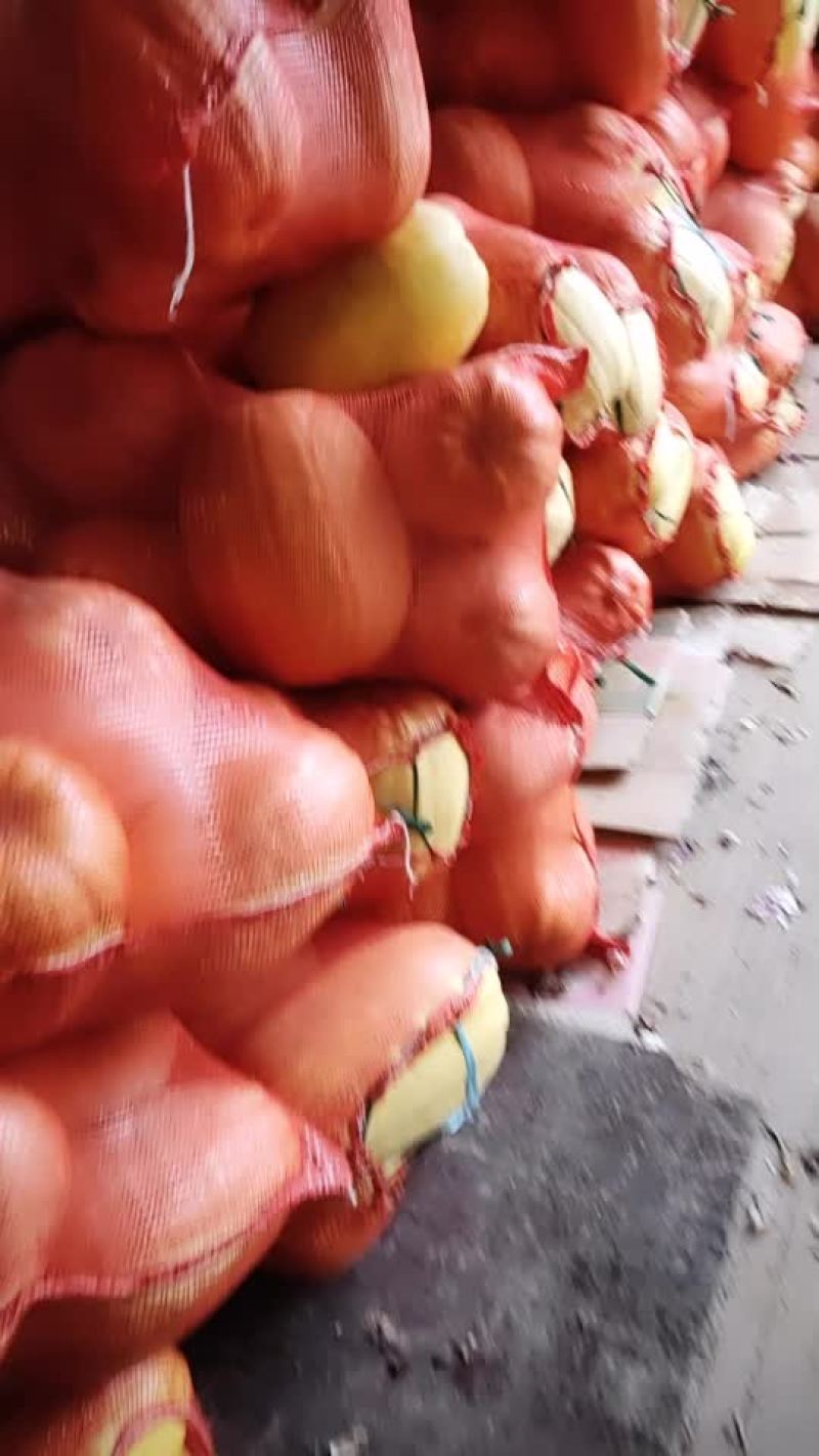 金丝瓜