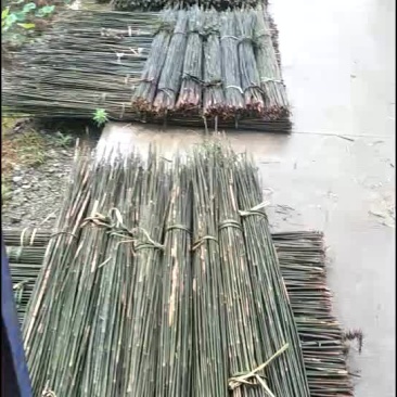 大量供应毛竹