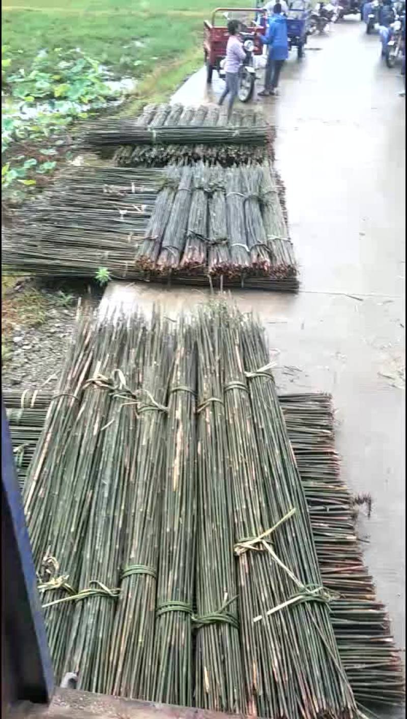 大量供应毛竹