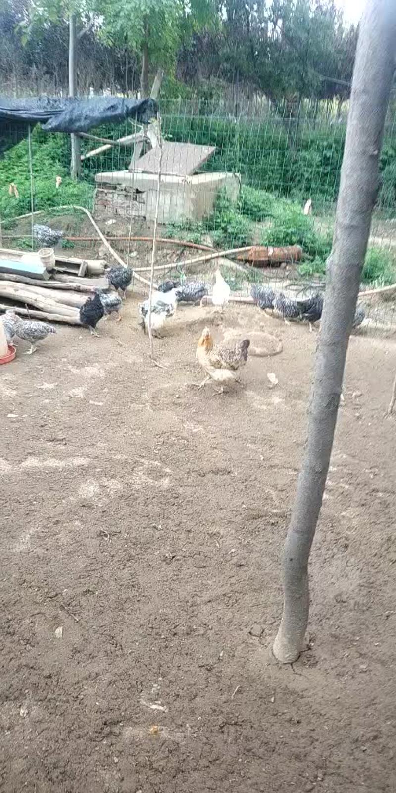 芦花鸡苗