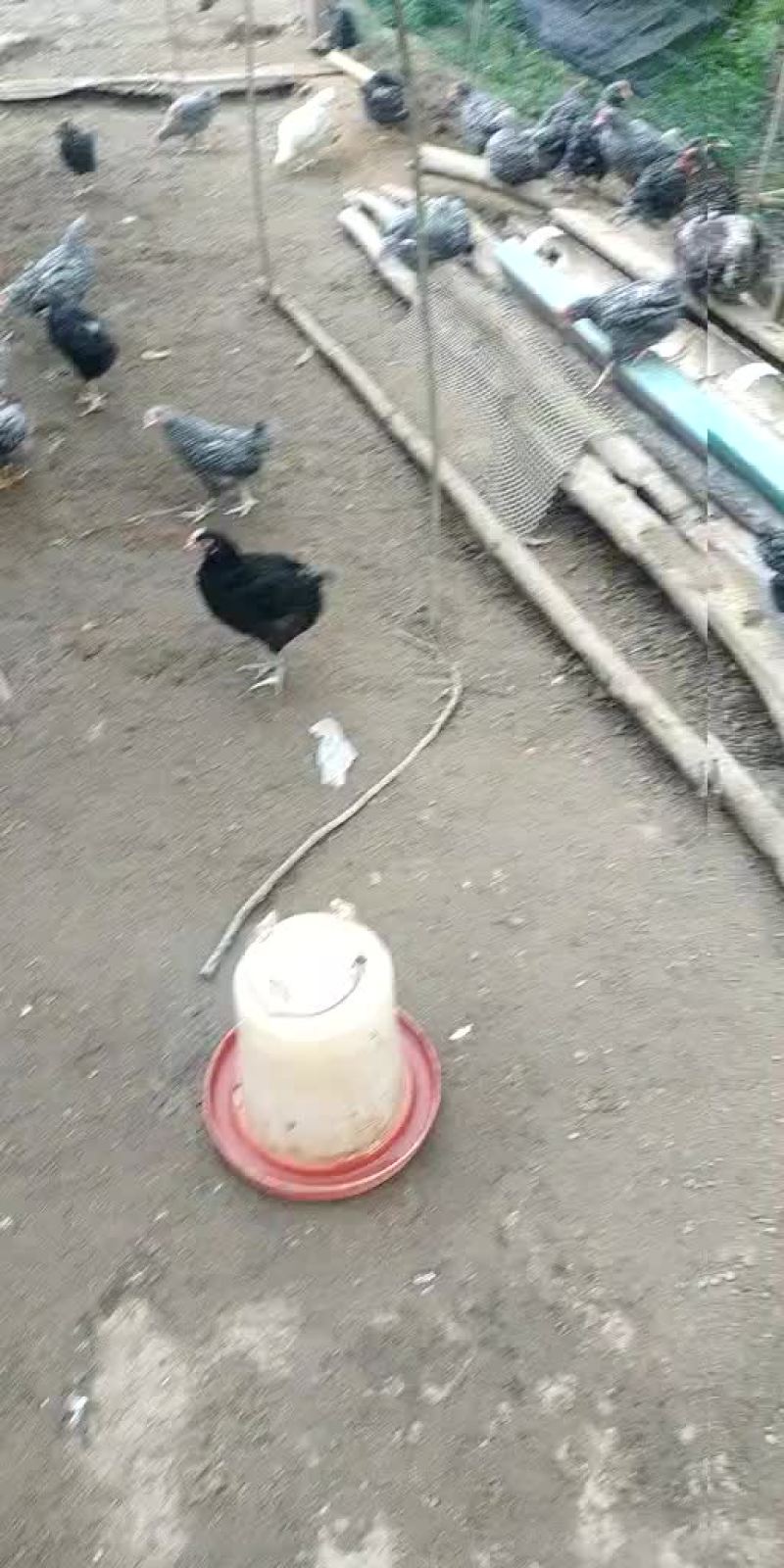 芦花鸡苗