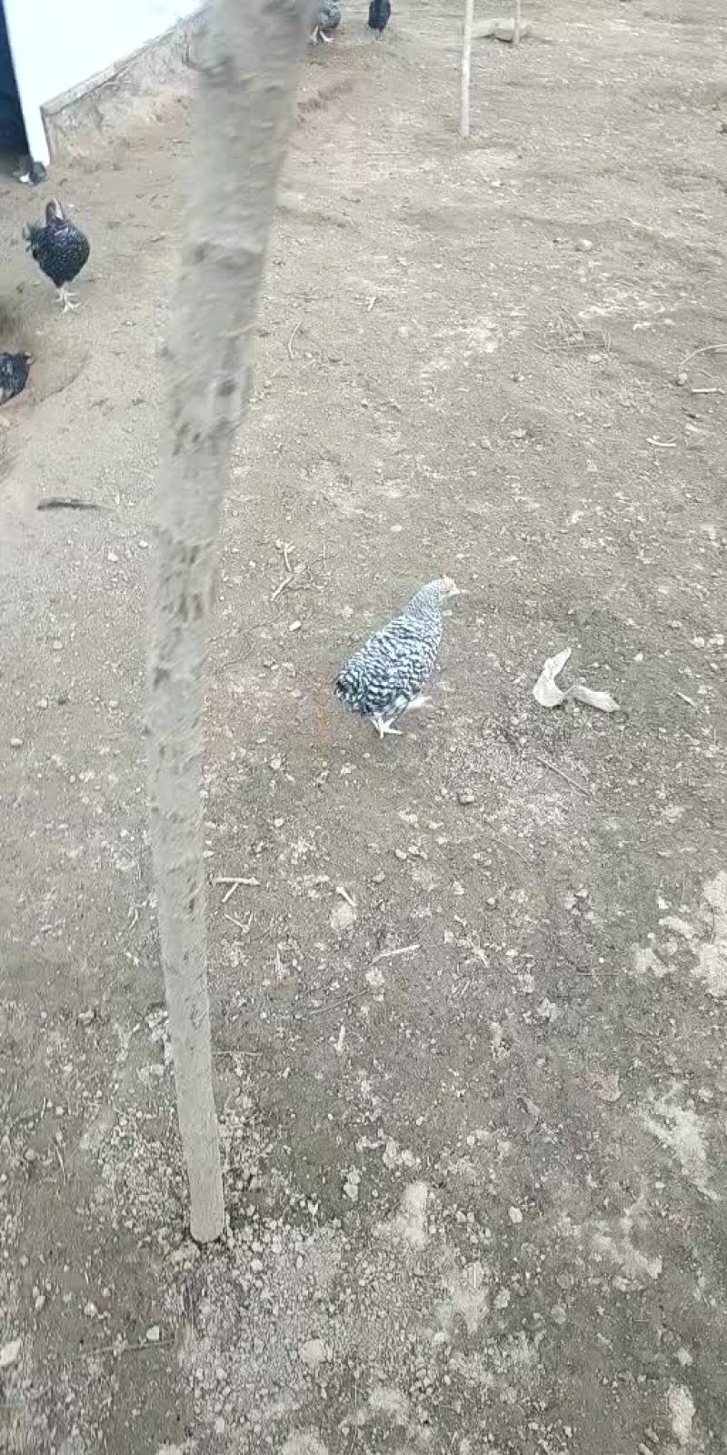 芦花鸡苗