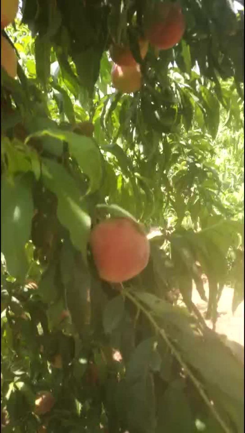 春密毛桃