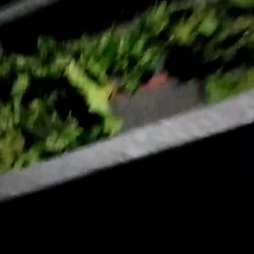 桑叶
