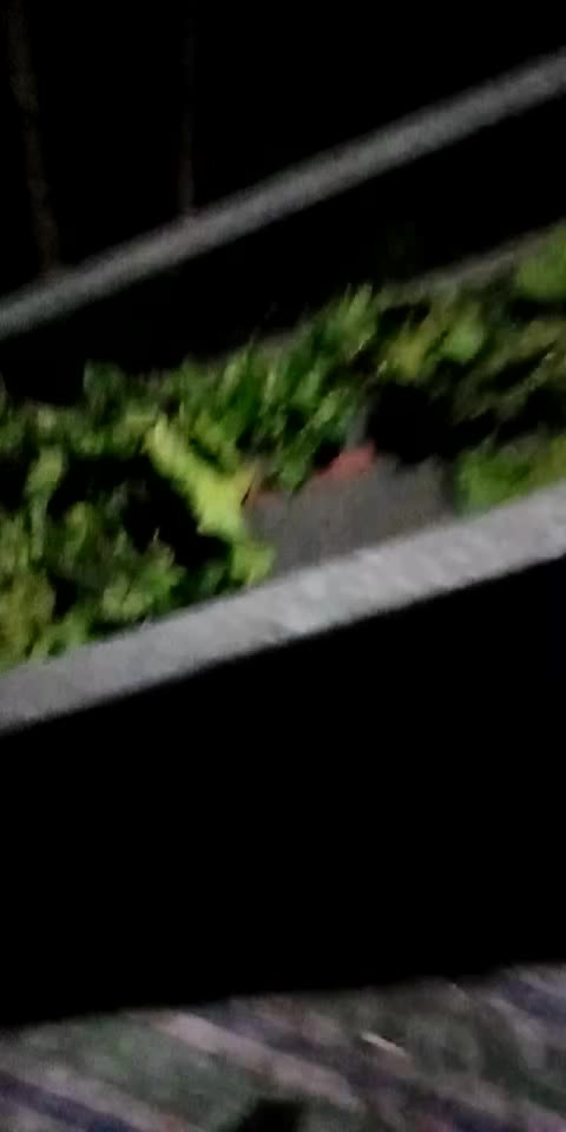 桑叶