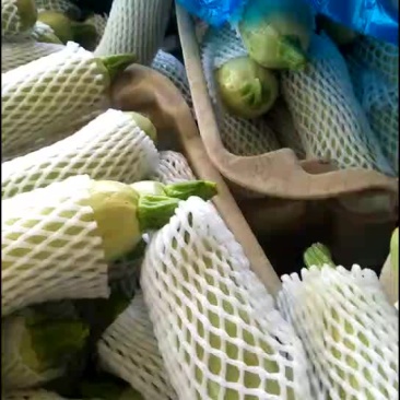 西葫芦量大色绿质量好