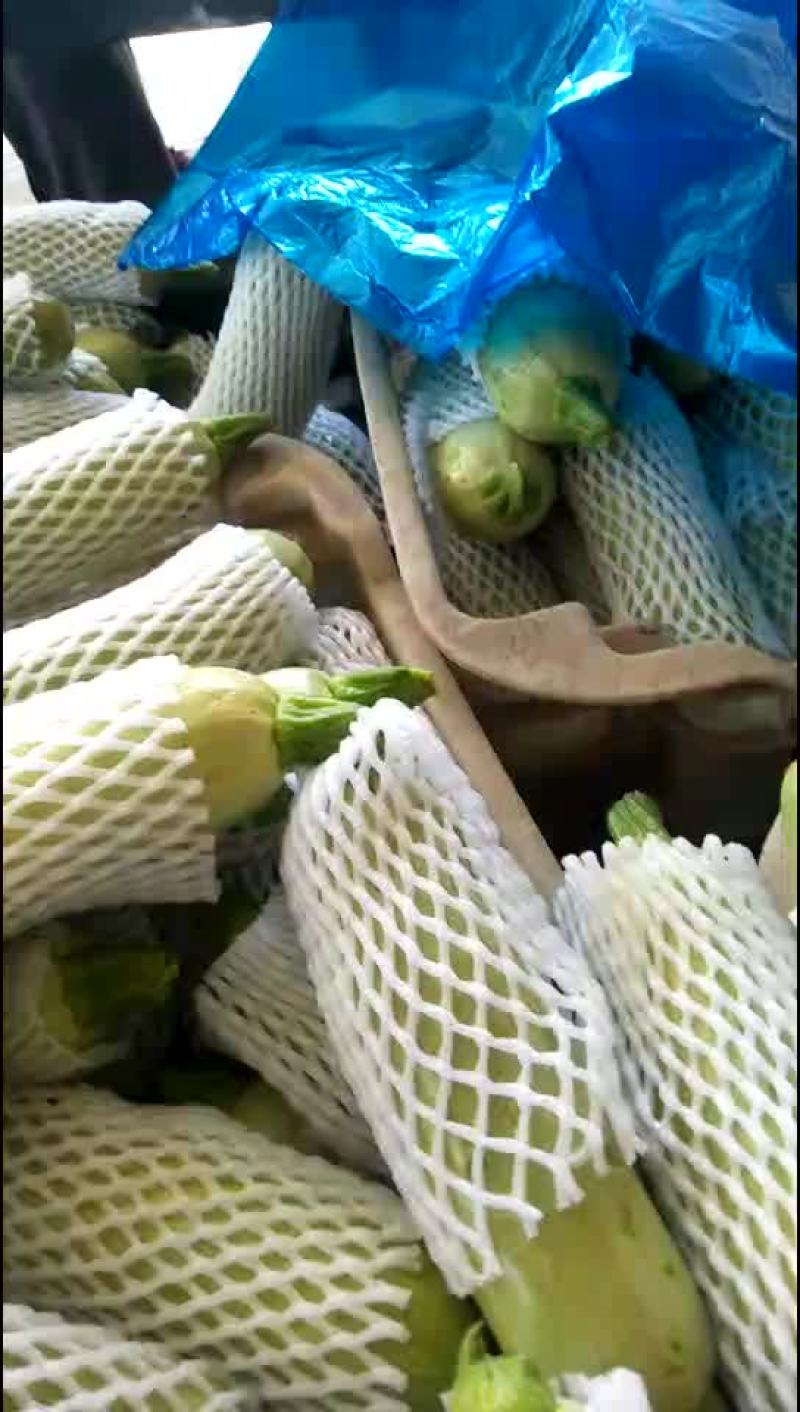 西葫芦量大色绿质量好