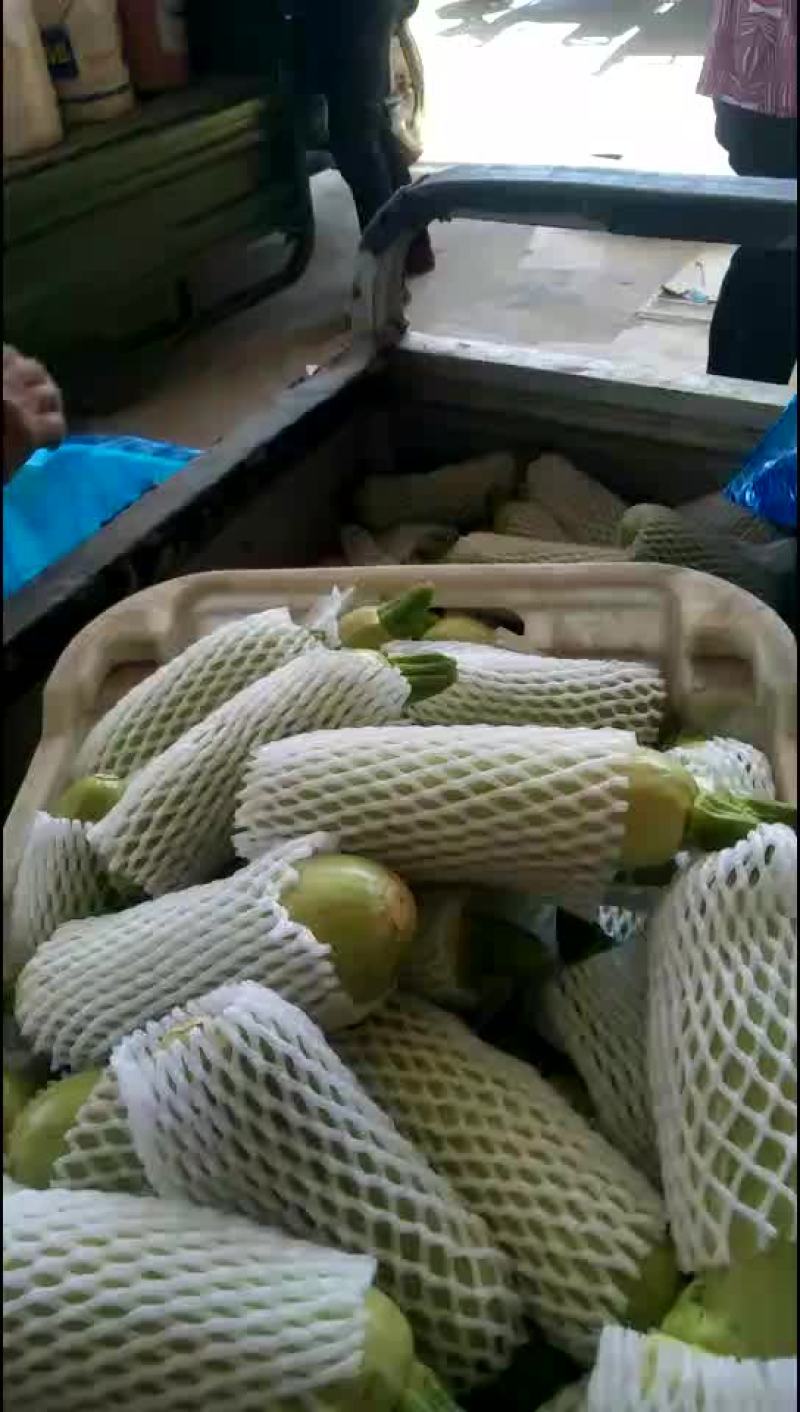 西葫芦量大色绿质量好