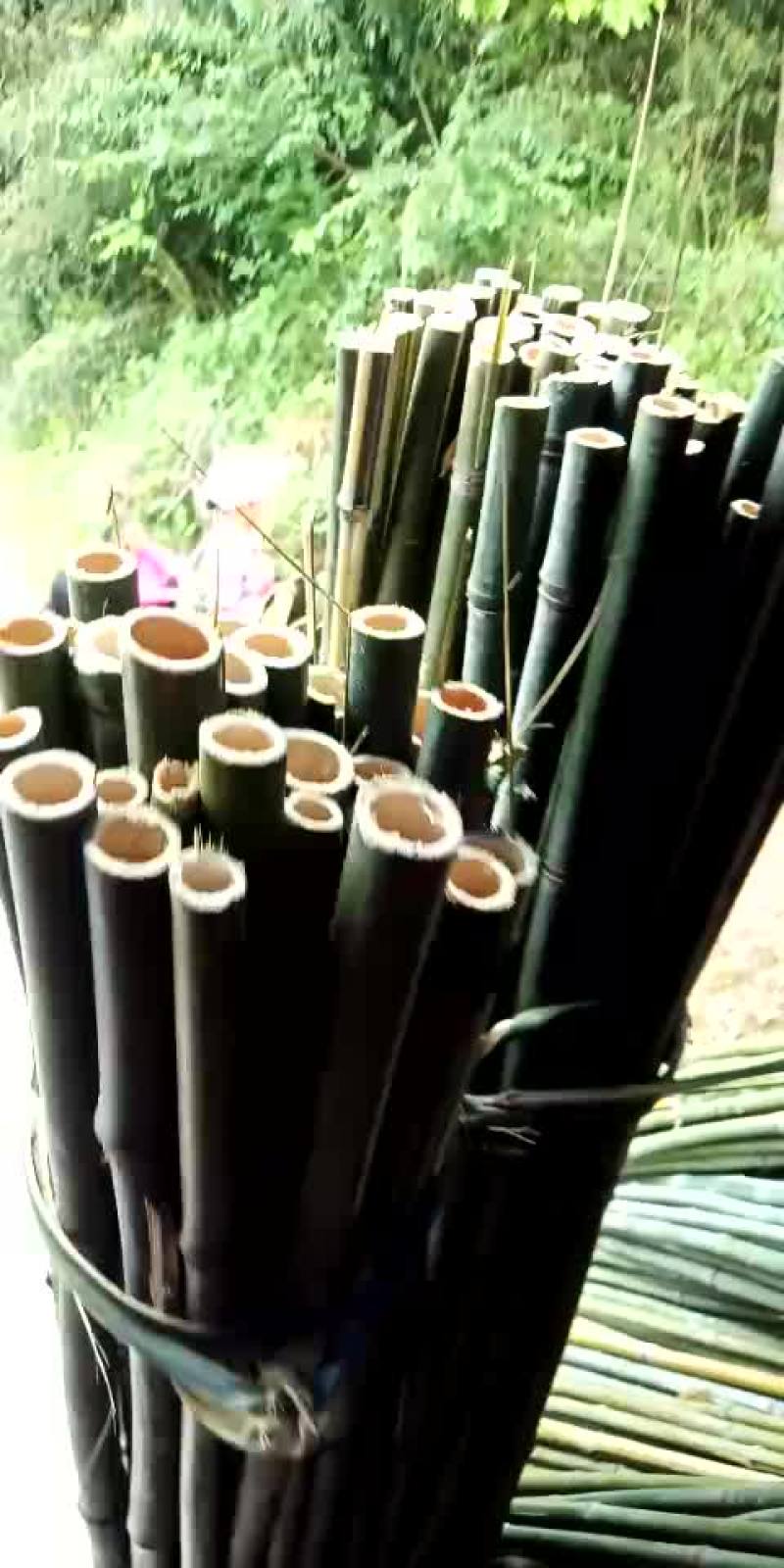 野生小竹子。